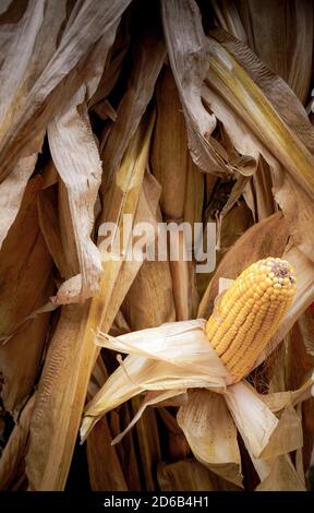 Une seule oreille de maïs sec sur l'épi, partiellement décortiqué avec ses grains exposés tout en restant sur la tige dans un thème de récolte pour l'automne Banque D'Images