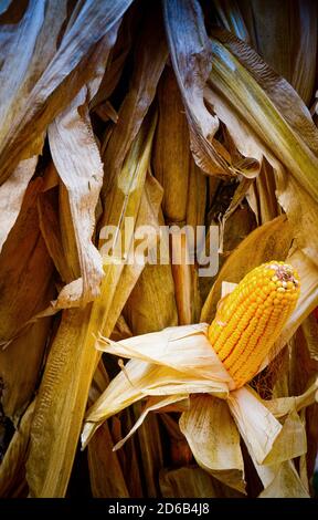 Une seule oreille de maïs sec sur l'épi, partiellement décortiqué avec ses grains exposés tout en restant sur la tige dans un thème de récolte pour l'automne Banque D'Images