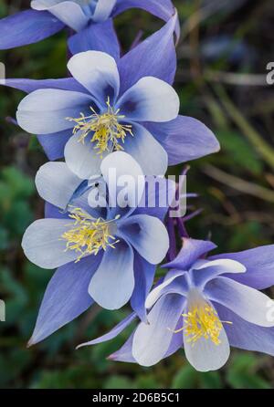 Rocky Mountain Columbine (Aquilegia coerulea), Colorado, États-Unis, par Bruce montagne/Dembinsky photo Assoc Banque D'Images