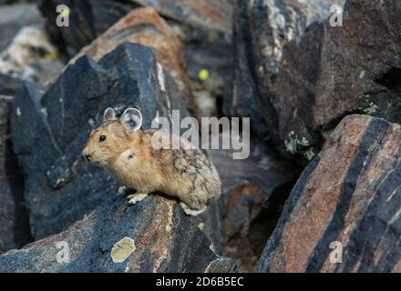 American Pika, Rocky Mountains, Colorado, États-Unis, par Bruce montagne/Dembinsky photo Assoc Banque D'Images