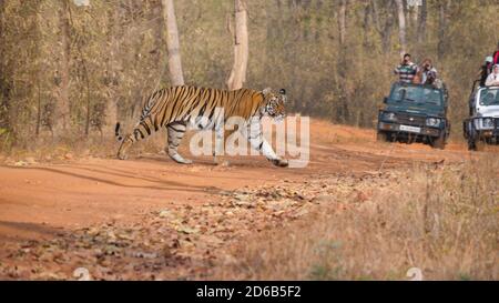 les touristes regardent un tigre traversant une piste de terre à tadoba réserve de tigres andhari en inde Banque D'Images
