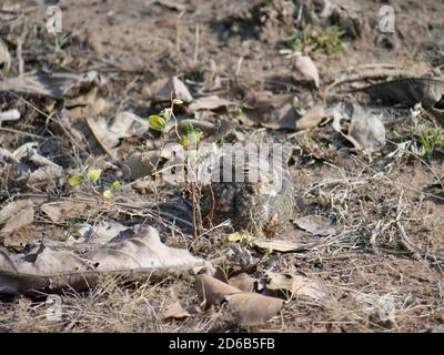 une boîte de nuit de savane camouflée sur le sol à tadoba andhari réserve de tigre en inde Banque D'Images
