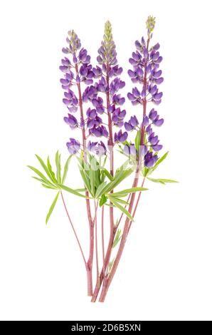 Lupin violet sur fond blanc isolé sur blanc Banque D'Images