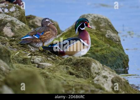 Couple de canards de bois (Aix sponsora) assis vert mousse roches récemment exposées, femelle et mâle en automne plumage Banque D'Images