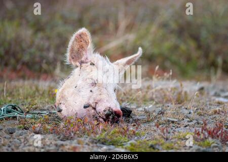 Gros plan de la tête d'un porc avec ses oreilles poilues, ses yeux fermés, son gros museau et ses mouches noires. La tête de porc repose sur le sol. Banque D'Images