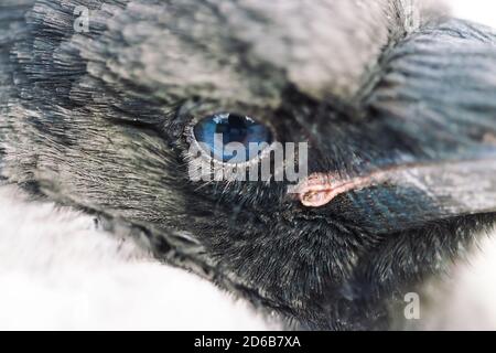 Gros plan sur l'œil bleu du corbeau. Portrait d'oiseau urbain. Jeune corbeau. Banque D'Images