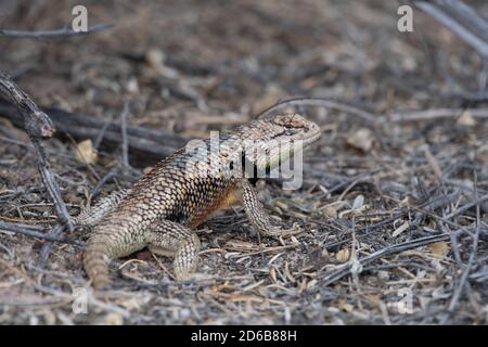 SSpiny Lizard mâle à deux points adulte (Sceloporus bimaculalosus), refuge national de la faune de Sevilleta, Nouveau-Mexique, États-Unis. Banque D'Images