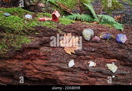 Des Knick dans une forêt tropicale, Courtenay, Île de Vancouver, Colombie-Britannique, Canada Banque D'Images