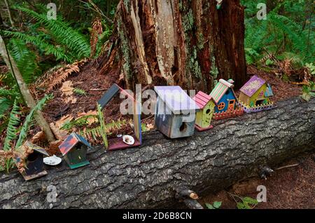 Des Knick dans une forêt tropicale, Courtenay, Île de Vancouver, Colombie-Britannique, Canada Banque D'Images