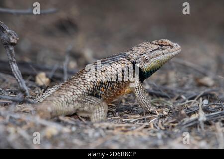 SSpiny Lizard mâle à deux points adulte (Sceloporus bimaculalosus), refuge national de la faune de Sevilleta, Nouveau-Mexique, États-Unis. Banque D'Images