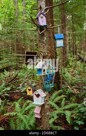 Des Knick dans une forêt tropicale, Courtenay, Île de Vancouver, Colombie-Britannique, Canada Banque D'Images