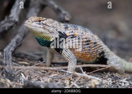 SSpiny Lizard mâle à deux points adulte (Sceloporus bimaculalosus), refuge national de la faune de Sevilleta, Nouveau-Mexique, États-Unis. Banque D'Images