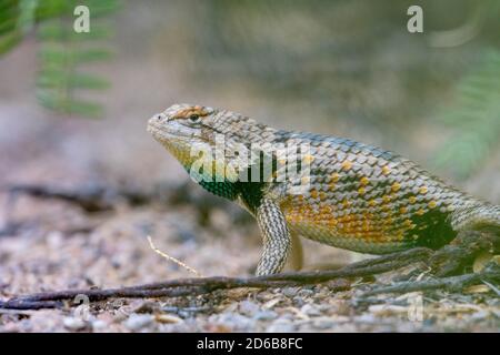 SSpiny Lizard mâle à deux points adulte (Sceloporus bimaculalosus), refuge national de la faune de Sevilleta, Nouveau-Mexique, États-Unis. Banque D'Images