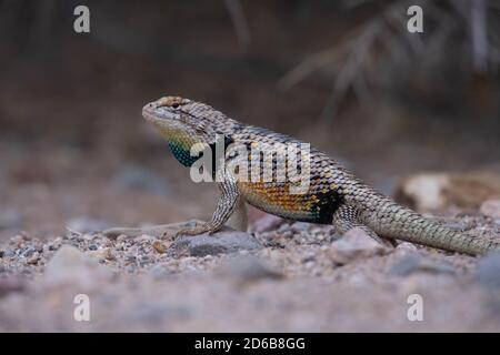 SSpiny Lizard mâle à deux points adulte (Sceloporus bimaculalosus), refuge national de la faune de Sevilleta, Nouveau-Mexique, États-Unis. Banque D'Images