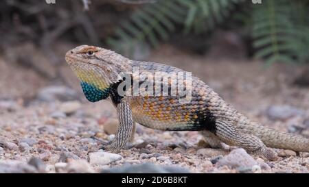 SSpiny Lizard mâle à deux points adulte (Sceloporus bimaculalosus), refuge national de la faune de Sevilleta, Nouveau-Mexique, États-Unis. Banque D'Images