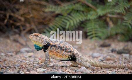 SSpiny Lizard mâle à deux points adulte (Sceloporus bimaculalosus), refuge national de la faune de Sevilleta, Nouveau-Mexique, États-Unis. Banque D'Images