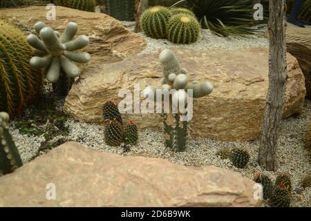 Cactus, succulents dans différents types de jeunes et de succulents. Banque D'Images