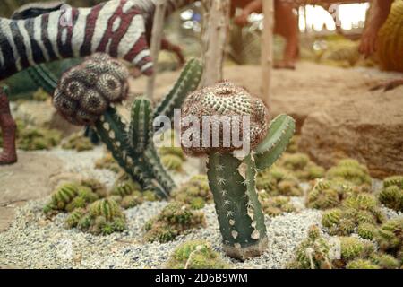 Cactus, succulents dans différents types de jeunes et de succulents. Banque D'Images