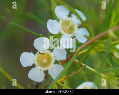 Gros plan de Geraldton Wax fleurs fleurant, un fourmis sur un Banque D'Images