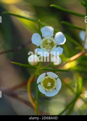 Gros plan de Geraldton Wax fleurs fleuries Banque D'Images