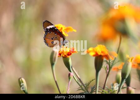 15 octobre 2020, Poonch, Jammu-et-Cachemire, Inde: Tigre de plaine papillon boire du nectar d'une fleur tôt le matin dans la région de Poonch de Jammu-et-cachemire Inde, le vendredi 16 octobre 2020 (Credit image: © Nazim Ali KhanZUMA Wire) Credit: ZUMA Press, Inc./Alay Live News Banque D'Images