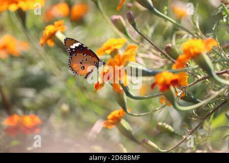 15 octobre 2020, Poonch, Jammu-et-Cachemire, Inde: Tigre de plaine papillon boire du nectar d'une fleur tôt le matin dans la région de Poonch de Jammu-et-cachemire Inde, le vendredi 16 octobre 2020 (Credit image: © Nazim Ali KhanZUMA Wire) Credit: ZUMA Press, Inc./Alay Live News Banque D'Images