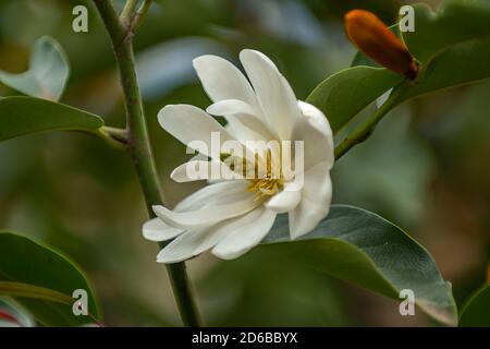 Magnolia doltsopa x laevifolia, inspiration Banque D'Images