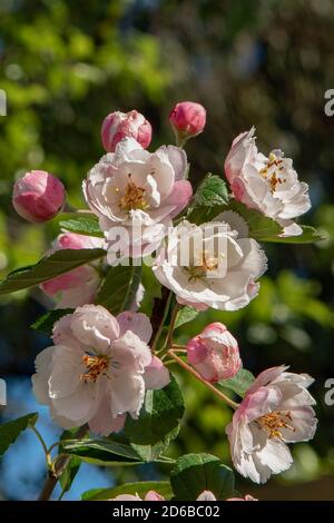 Malus ioensis plena, Crabapple à fleurs Banque D'Images