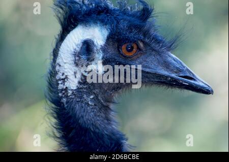 Un gros plan extrême d'un EMU - vue latérale. Son bec, son œil et son oreille sont clairement visibles - et les plumes bouclés sur sa tête! Banque D'Images