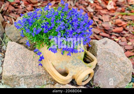 Les fleurs de lobelia bleues poussent dans un pot de rue en argile. Banque D'Images