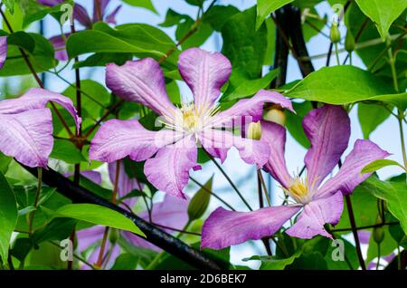 Fleurs de nénuphars sur fond de buisson vert Banque D'Images