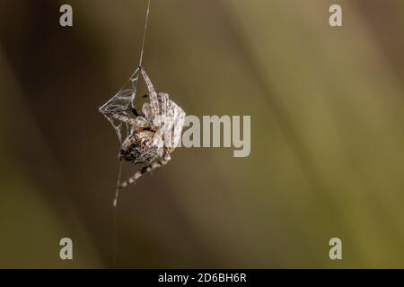 Petite araignée de jardin européenne (Araneus diadematus) dans le jardin Banque D'Images