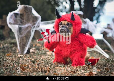 Drôle de chien de Buldog français portant le cotum rouge Halloween diable avec de fausses armes tenant la fourche, avec queue de diable, des cornes et des ailes de chauve-souris noires Banque D'Images