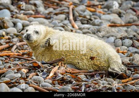 Un petit phoque gris de l'Atlantique élève un flipper reposant sur les cailloux dans un terrain de reproduction isolé de Pembrokeshire, où les petits nouveau-nés passent leurs premières semaines dans les rookeries intensivement se nourrissant avant de déposer leur manteau blanc. Banque D'Images