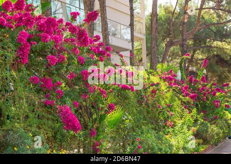 Grand arbuste à bougainvilliers. Arbuste à fleurs, haie. Bougainvilliers tropicaux d'été en fleur. De belles fleurs violettes vibrantes Banque D'Images