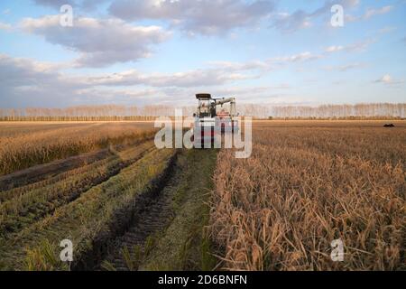 Harbin, province chinoise de Heilongjiang. 15 octobre 2020. Une moissonneuse sans pilote travaille dans les rizières de la ferme de Hongwei, dans la province de Heilongjiang, au nord-est de la Chine, le 15 octobre 2020. Crédit : Wang Jianwei/Xinhua/Alay Live News Banque D'Images