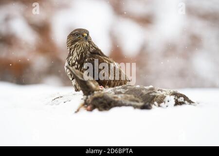 Majestueux bourdonnement commun assis sur la prairie en hiver. Banque D'Images