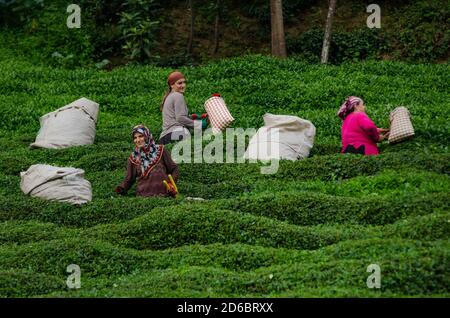 Les femmes turques cuechent du thé dans les plantations des montagnes de la mer Noire près de Rize, dans le nord-est de la Turquie. La culture du thé dans les terrasses verdoyantes de la mer Noire était à l'origine destinée à un usage domestique, mais la Turquie est maintenant le cinquième plus grand producteur de thé au monde. Banque D'Images