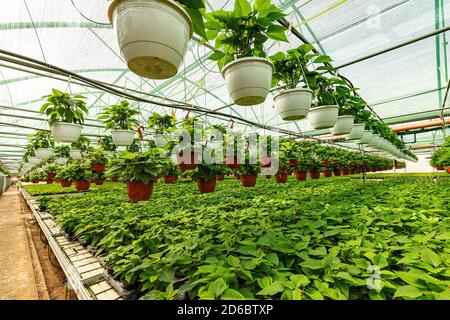 Poinsettia croissant dans des pots en serre ensoleillée. Production et culture de fleurs Banque D'Images