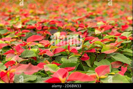 Jeunes plantes poinsettia poussant dans une très grande pépinière Banque D'Images