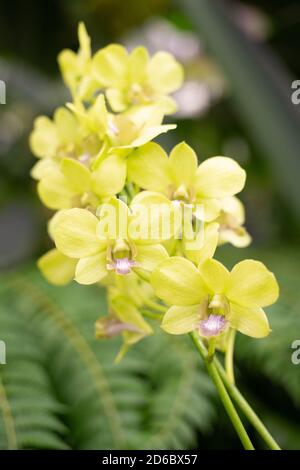 Magnifique jaune avec un accent rouge fleurs d'orchidées Phalaenopsis Banque D'Images