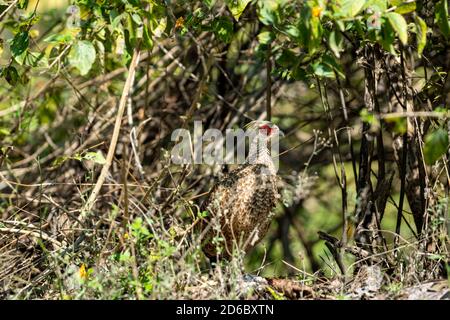 Femelle Kalij faisan ou Lophura leucomelanos dans la zone dhikala de parc national jim corbett ou réserve de tigres uttarakhand india Banque D'Images