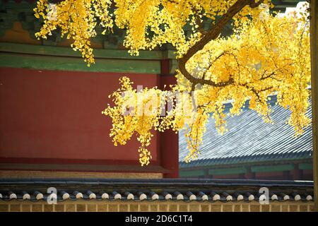 Feuilles de ginkgo jaune d'automne avec un bâtiment traditionnel à Séoul, en Corée. Banque D'Images