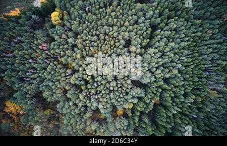 Forêt verte avec arbres colorés au-dessus de la vue de dessus de drone Banque D'Images
