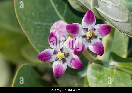Purple Desert Flower (Sodome's Apple) gros plan sur un fond vert feuillu dans les Émirats arabes Unis. Banque D'Images