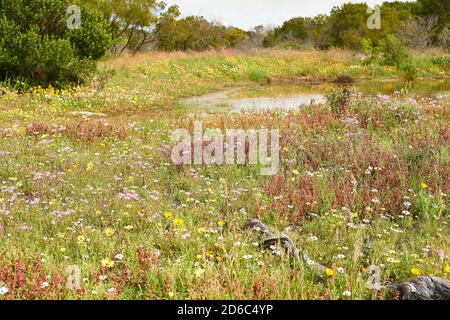 Fleurs printanières près du barrage à Atlantis, Western Cape Banque D'Images
