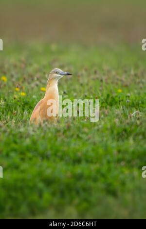 Spacco Heron - Ardeola ralloides, petit beau héron des marais et marsches d'Euroasian, île de Pag, Croatie. Banque D'Images