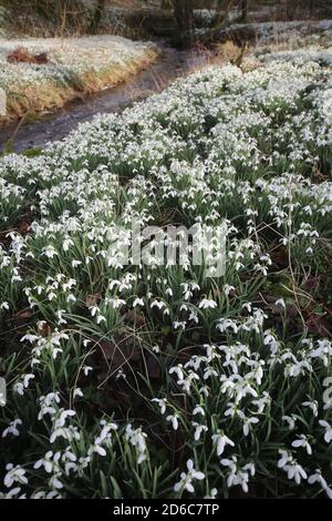 Ayrshire, Écosse, Snowdrops in boisés.Galanthus est un petit genre d'environ 20 espèces de plantes herbacées vivaces bulbeuses de la famille des Amaryllidaceae. Les plantes ont deux feuilles linéaires et une seule petite fleur blanche en forme de cloche avec six pétales en deux cercles. Les pétales intérieurs plus petits ont des marques vertes. Le blanc de la goutte de neige symbolise l'innocence et la pureté. Parce qu'elle est la première fleur à fleurir à la fin de l'hiver et au début du printemps, elle symbolise aussi l'espoir. Banque D'Images