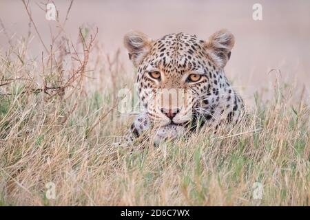 Léopard (Panthera pardus), avec une prise de vue ébale, delta de l'Okavango, Botswana Banque D'Images