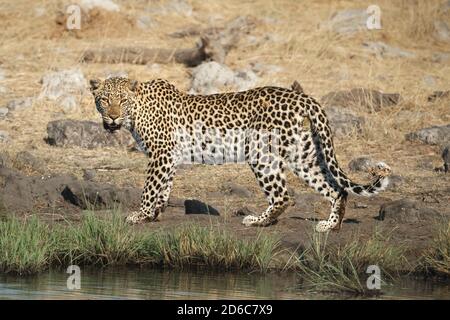 Portrait léopard (Panthera pardus), animal sauvage regarde dangereusement dans l'appareil photo. Parc national d'Etosha, Namibie, Afrique Banque D'Images